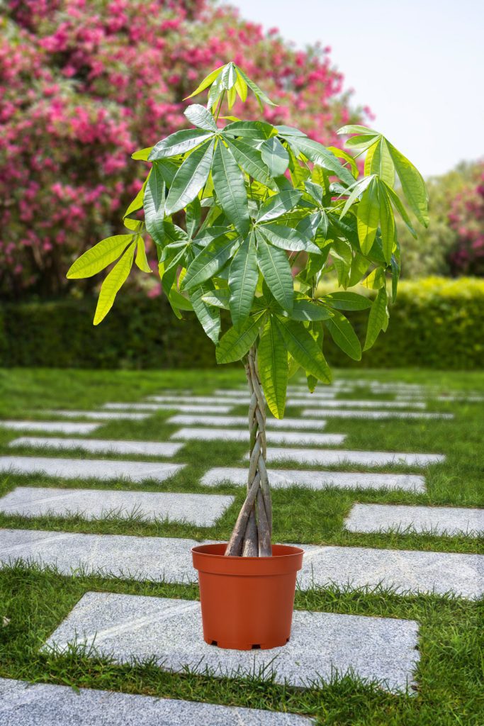 گلدان پلاستیکی پاچیرا