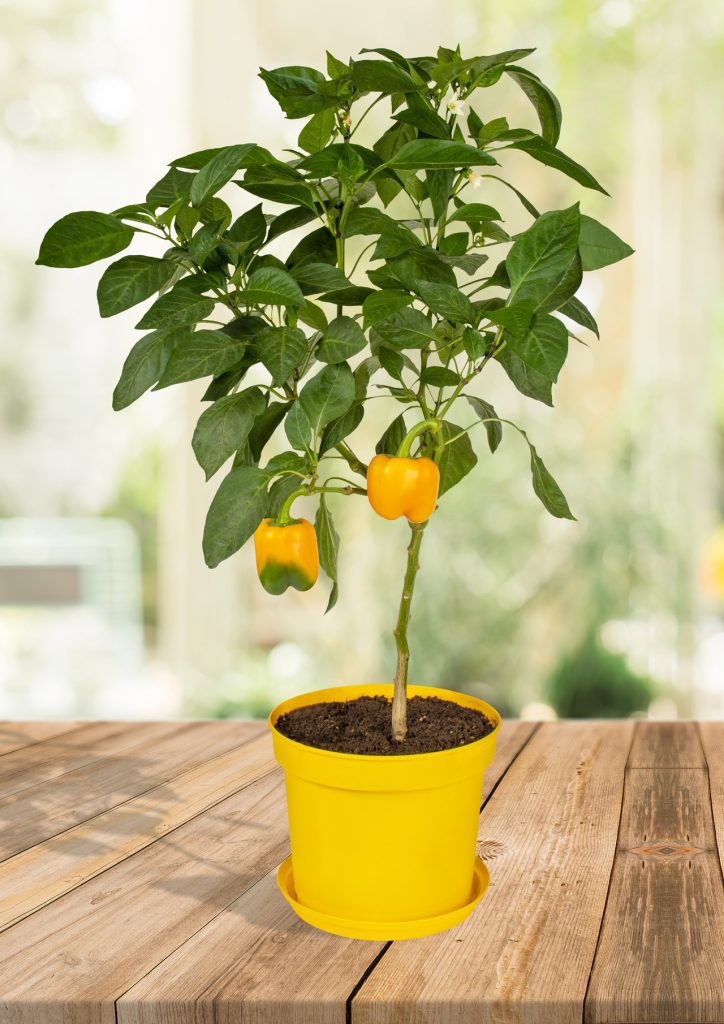 گلدان پلاستیکی پاچیرا