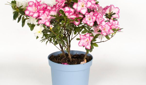 گلدان پلاستیکی پاچیرا