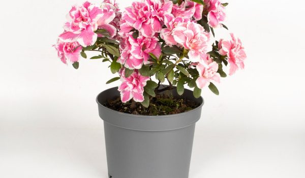 گلدان پلاستیکی پاچیرا